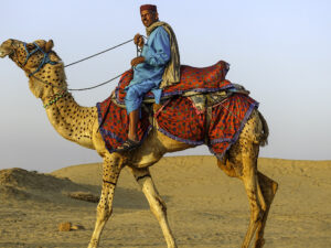 Rajasthan, dromadaire de loisir-CC BY-NC Jacques BOUBY