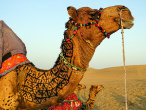 Rajasthan, dromadaire de loisir-CC BY-NC Jacques BOUBY
