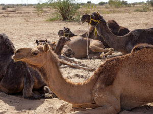 Rajasthan, désert du Jangladesh -CC BY-NC Jacques BOUBY