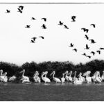 Bruits d'ailes au Djoudj-CC BY-NC Jacques BOUBY