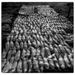 Eclats de soles-Expo DAKAR 1976-CC BY-NC Jacques BOUBY