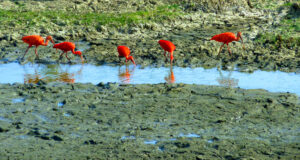 Llanos, Hato Piñero, Ibis rouge-CC BY-NC Jacques BOUBY