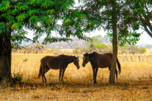 Venezuela, Llanos, Hato Piñero, chevaux