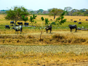 Llanos, Hato Piñero, esteros asséchés et troupeaux sur les bancos-CC BY-NC Jacques BOUBY