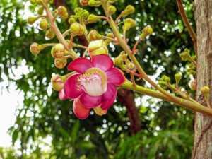Fleurs de l'Arbre à boulet (Couroupita guianensis )- Llanos, Hato Piñero, Venezuela