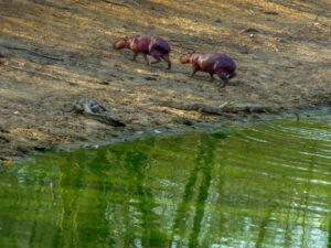Capybaras, Llanos, Hato Piñero, Venezuela-CC BY-NC Jacques BOUBY