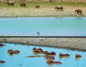 Capybaras,Llanos, Hato Piñero, Venezuela