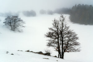 Aubrac, arbres hiver-CC BY-NC Jacques BOUBY