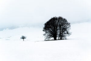 Aubrac, arbres hiver-CC BY-NC Jacques BOUBY