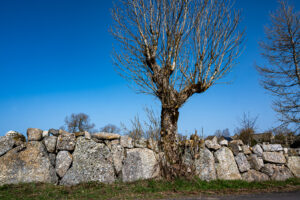 AUBRAC, murs de granite - CC BY-NC Jacques BOUBY