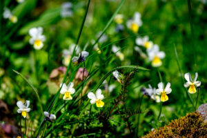 AUBRAC au printemps -CC BY-NC Jacques BOUBY