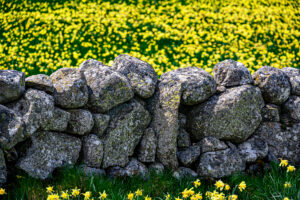 AUBRAC, murets de granite et jonquilles- CC BY-NC Jacques BOUBY