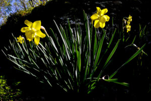 AUBRAC au printemps -CC BY-NC Jacques BOUBY