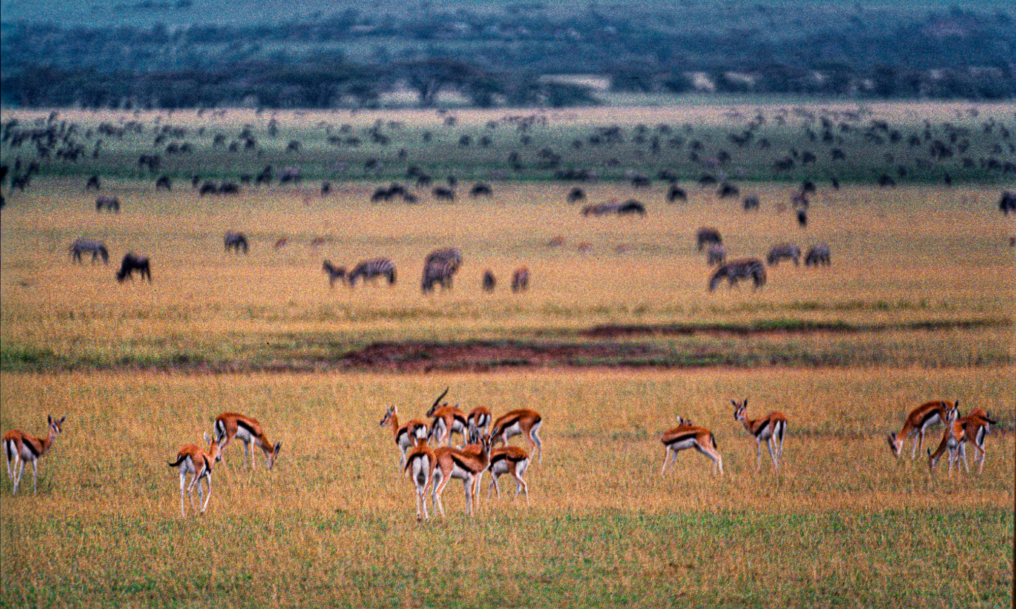 Tanzanie-448-Gazelles-de-Thomson